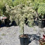 Hlohyňa šarlátová (Pyracantha) ´VARIEGATA´ - výška 70-90 cm, kont. C7L - NA KMIENKU